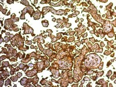 Immunohistochemistry-Paraffin: Alkaline Phosphatase/ALPP Antibody (SPM593) - IHC-Prediluted [NBP2-48099] - Human Placenta stained with PLAP Monoclonal Antibody (SPM593).