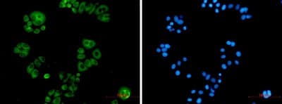 Immunocytochemistry/Immunofluorescence: Alkaline Phosphatase, Tissue Non-Specific Antibody (S08-6H0) [NBP3-19565] - Immunofluorescence of Alkaline Phosphatase, Tissue Non-Specific (green) in Hela using NBP3-19565 at dilution 1/5, and DAPI (blue)