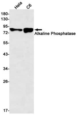 Western Blot: Alkaline Phosphatase, Tissue Non-Specific Antibody (S08-6H0) [NBP3-19565] - Western blot detection of Alkaline Phosphatase, Tissue Non-Specific in Hela, C6 cell lysates using NBP3-19565 (1:500 diluted). Predicted band size: 57kDa. Observed band size: 80kDa.