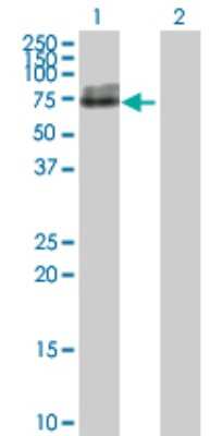 Western Blot: Alkaline Phosphatase, Tissue Non-Specific Antibody [H00000249-D01P] - Analysis of ALPL expression in transfected 293T cell line by ALPL polyclonal antibody.Lane 1: ALPL transfected lysate(57.30 KDa).Lane 2: Non-transfected lysate.