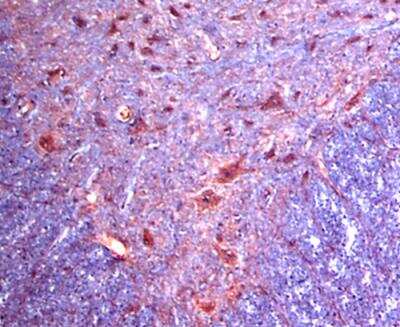 Immunohistochemistry alpha-2C Adrenergic R/ADRA2C Antibody - BSA Free