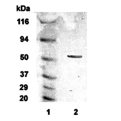 Western Blot alpha-2C Adrenergic R/ADRA2C Antibody - BSA Free