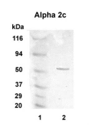 Western Blot: alpha-2C Adrenergic R/ADRA2C Antibody [NB110-39031] - Detection of Alpha 2c in 20ug of human brain lysate (Lanes 2) with Alpha 2c polyclonal at 1:1000 dilution followed by AP-conjugated secondary at 1:5000 dilution. MW marker in Lane 1.