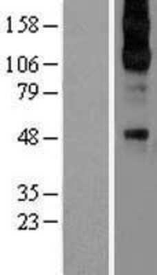 Western Blot: alpha-2C Adrenergic R/ADRA2C Overexpression Lysate [NBL1-07358] - Left-Empty vector transfected control cell lysate (HEK293 cell lysate); Right -Over-expression Lysate for Alpha 2c Adrenergic Receptor.