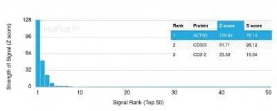 Protein Array: Alpha Actinin 2 Antibody (ACTN2/3295) - Azide and BSA Free [NBP3-08788] - Analysis of Protein Array containing more than 19,000 full-length human proteins using Alpha Actinin 2 Mouse Monoclonal Antibody (ACTN2/3295).