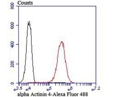 Flow Cytometry: Alpha Actinin 4 Antibody (JU20-23) [NBP2-75404] - Analysis of A549 cells with alpha Actinin 4 antibody at 1/100 dilution (red) compared with an unlabelled control (cells without incubation with primary antibody; black).