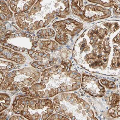 Immunohistochemistry-Paraffin: Alpha Fodrin Antibody [NBP1-89460] - Staining of human kidney shows moderate cytoplasmic/membranous positivity.