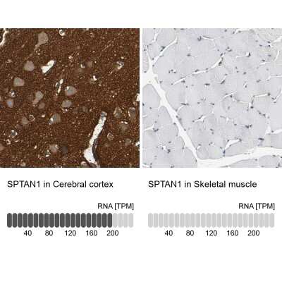 <b>Orthogonal Strategies Validation. </b>Immunohistochemistry-Paraffin: Alpha Fodrin Antibody [NBP1-89460] - Staining in human cerebral cortex and skeletal muscle tissues . Corresponding SPTAN1 RNA-seq data are presented for the same tissues.