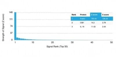 Protein Array: Alpha Fodrin Antibody (SPTAN1/3505) - Azide and BSA Free [NBP3-14184] - Analysis of Protein Array containing more than 19,000 full-length human proteins using Alpha Fodrin Antibody (SPTAN1/3505).