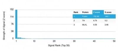 Protein Array: Alpha Fodrin Antibody (SPTAN1/3506) - Azide and BSA Free [NBP3-14185] - Analysis of Protein Array containing more than 19,000 full-length human proteins using Alpha Fodrin Antibody (SPTAN1/3506).
