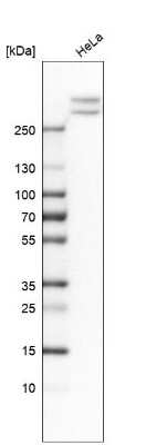 Western Blot: Alpha Fodrin Antibody [NBP1-89460] - Analysis in human cell line HeLa.