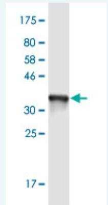 Western Blot: Alpha-TTP Antibody (7B5) [H00007274-M01-50ug] -  Detection against Immunogen (36.74 KDa) .