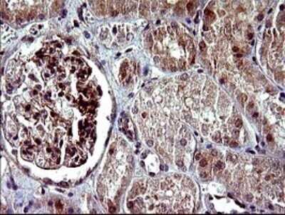 Immunohistochemistry: Alpha-parvin/Actopaxin Antibody (OTI1C10) [NBP2-46326] - Analysis of Human Kidney tissue. (Heat-induced epitope retrieval by 10mM citric buffer, pH6.0, 120C for 3min)