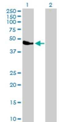 Western Blot: Alpha-parvin/Actopaxin Antibody [H00055742-B01P] - Analysis of PARVA expression in transfected 293T cell line by PARVA polyclonal antibody.  Lane 1: PARVA transfected lysate(40.92 KDa). Lane 2: Non-transfected lysate.
