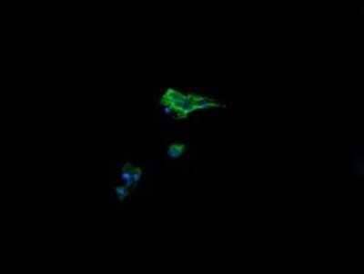 Immunocytochemistry/Immunofluorescence: AlphaA Crystallin/CRYAA Antibody (OTI3B12) - Azide and BSA Free [NBP2-70450] - Analysis of COS7 cells transiently transfected by pCMV6-ENTRY CRYAA.