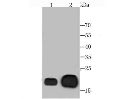 Western Blot: AlphaB Crystallin/CRYAB Antibody (JA50-32) [NBP2-67149] - Analysis of Alpha B Crystallin on human skeleton musle (1) and mouse heart (2) tissues lysate using anti-Alpha B Crystallin antibody at 1/1,000 dilution.