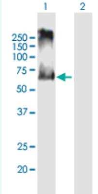 Western Blot: Amiloride-sensitive cation channel 3 Antibody [H00009311-B01P-50ug] - Analysis of ACCN3 expression in transfected 293T cell line (H00009311-T01) by ACCN3 MaxPab polyclonal antibody.  Lane 1: ACCN3 transfected lysate(60.39 KDa). Lane 2: Non-transfected lysate.