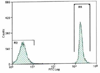 Amine Reactive Comp-Bead 2 Population [NBP3-00496] - Histogram. Amine Reactive Comp-Beads stained with Biolegend Zombie Green(Tm).