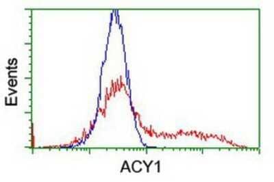 Flow Cytometry: Aminoacylase/ACY1 Antibody (OTI1D4) - Azide and BSA Free [NBP2-70080] - HEK293T cells transfected with either overexpression plasmid (Red) or empty vector control plasmid (Blue) were immunostaining by anti-Aminoacylase 1 antibody, and then analyzed by flow cytometry.