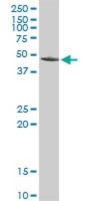 Western Blot: Aminoacylase/ACY1 Antibody [H00000095-D01P] - Analysis of ACY1 expression in NIH/3T3.