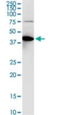 Western Blot: Aminoacylase/ACY1 Antibody [H00000095-D01P] - Analysis of ACY1 expression in human liver.