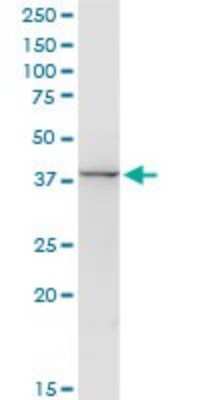 Western Blot: Aminoacylase/ACY1 Antibody [H00000095-D01P] - Analysis of ACY1 expression in mouse liver.