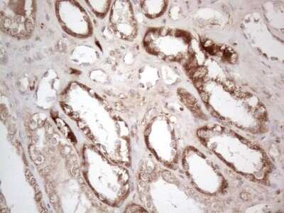 Immunohistochemistry Aminomethyltransferase Antibody (OTI6F4) - Azide and BSA Free