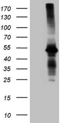 Western Blot Aminomethyltransferase Antibody (OTI6F4) - Azide and BSA Free