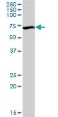 Western Blot: Aminopeptidase B/RNPEP Antibody [H00006051-B01P] - Analysis of RNPEP expression in human spleen.