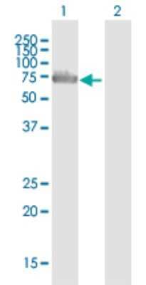 Western Blot: Aminopeptidase B/RNPEP Antibody [H00006051-B01P] - Analysis of RNPEP expression in transfected 293T cell line by RNPEP polyclonal antibody.  Lane 1: RNPEP transfected lysate(71.5 KDa). Lane 2: Non-transfected lysate.