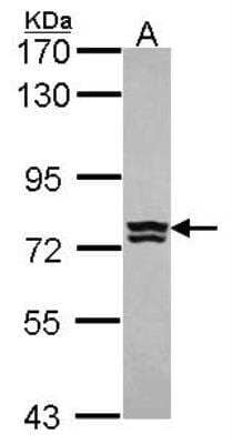 Western Blot: Aminopeptidase B/RNPEP Antibody [NBP2-20194] - Sample (30 ug of whole cell lysate) A: Hela 7. 5% SDS PAGE gel, diluted at 1:1000.