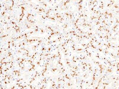 Immunohistochemistry-Paraffin: Aminopeptidase N/CD13 Antibody (122) [NBP2-89242] - Staining of human ANPEP in human liver with rabbit monoclonal antibody (1:200).