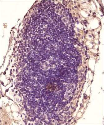 Immunohistochemistry: Aminopeptidase N/CD13 Antibody (ER-BMDM1) - Azide and BSA Free [NBP2-80574] - Analysis of an FFPE tissue section of the mouse lymph node using 1:200 dilution of CD13 antibody. Image from the standard format of this antibody.