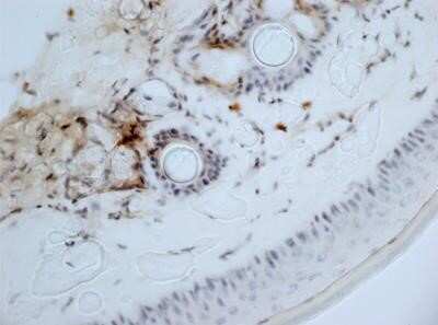 Immunohistochemistry: Aminopeptidase N/CD13 Antibody (ER-BMDM1) - Azide and BSA Free [NBP2-80574] - Staining of a mouse tail cryosection with anti-mouse CD13 antibody. Image from the standard format of this antibody.