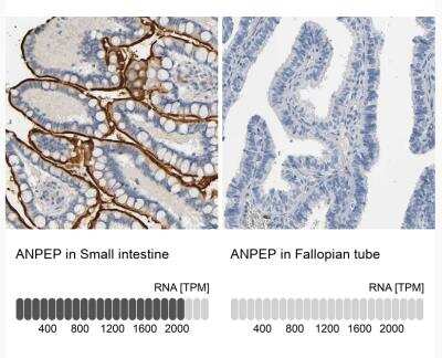 Immunohistochemistry-Paraffin: Aminopeptidase N/CD13 Antibody [NBP2-33855] - Analysis in human small intestine and fallopian tube tissues. Corresponding ANPEP RNA-seq data are presented for the same tissues.
