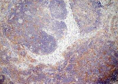 Immunohistochemistry-Frozen: Aminopeptidase N/CD13 Antibody (R3-63) [NBP2-23492] - Saining of mouse lymph node cryosection eith Rat anti Mouse antibody clone R3-63  followed by horseradish peroxidase Goat anti Rat IgG antibody. Low power  