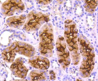 Immunohistochemistry-Paraffin: Aminopeptidase N/CD13 Antibody (SC70-01) [NBP2-67602] - Analysis of paraffin-embedded human kidney tissue using anti-CD13 antibody. Counter stained with hematoxylin.