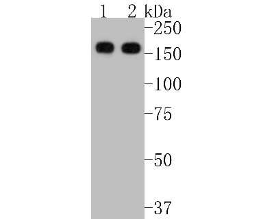 Western Blot: Aminopeptidase N/CD13 Antibody (SC70-01) [NBP2-67602] - Western blot analysis of Aminopeptidase N/CD13 on different lysates. Proteins were transferred to a PVDF membrane and blocked with 5% BSA in PBS for 1 hour at room temperature. The primary antibody (1/500) was used in 5% BSA at room temperature for 2 hour