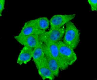 Immunocytochemistry/Immunofluorescence: Aminopeptidase N/CD13 Antibody (SN71-04) [NBP2-67696] - Staining CD13 in HepG2 cells (green). The nuclear counter stain is DAPI (blue). Cells were fixed in paraformaldehyde, permeabilised with 0.25% Triton X100/PBS.
