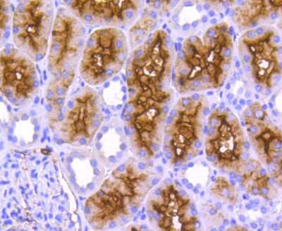 Immunohistochemistry-Paraffin: Aminopeptidase N/CD13 Antibody (SN71-04) [NBP2-67696] - Analysis of paraffin-embedded human kidney tissue using anti-CD13 antibody. Counter stained with hematoxylin.