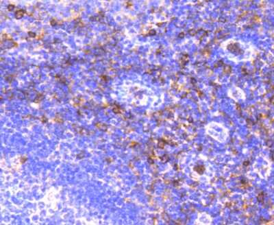 Immunohistochemistry-Paraffin: Aminopeptidase N/CD13 Antibody (SN71-04) [NBP2-67696] - Analysis of paraffin-embedded human tonsil tissue using anti-CD13 antibody. Counter stained with hematoxylin.