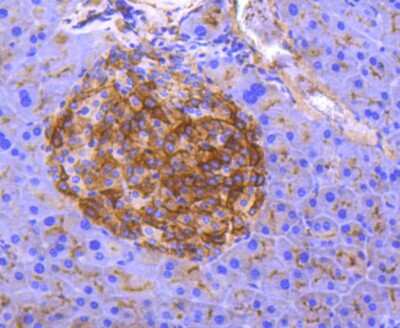 Immunohistochemistry-Paraffin: Aminopeptidase N/CD13 Antibody (SN71-04) [NBP2-67696] - Analysis of paraffin-embedded mouse pancreas tissue using anti-CD13 antibody. Counter stained with hematoxylin.