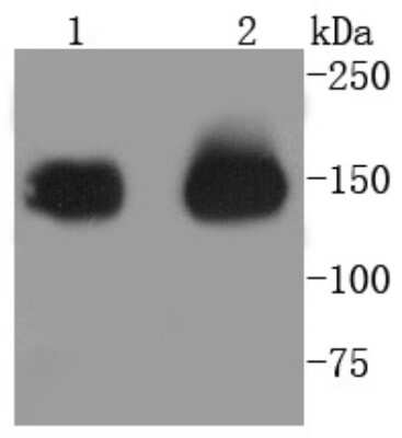 Western Blot: Aminopeptidase N/CD13 Antibody (SN71-04) [NBP2-67696] - Analysis of CD13 on different lysates using anti-CD13 antibody at 1/1,000 dilution. Positive control: Lane 1: THP-1 Lane 2: Human kidney