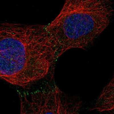 Immunocytochemistry/Immunofluorescence: Aminopeptidase O/ONPEP Antibody [NBP2-57309] - Staining of human cell line U-2 OS shows localization to cell junctions.