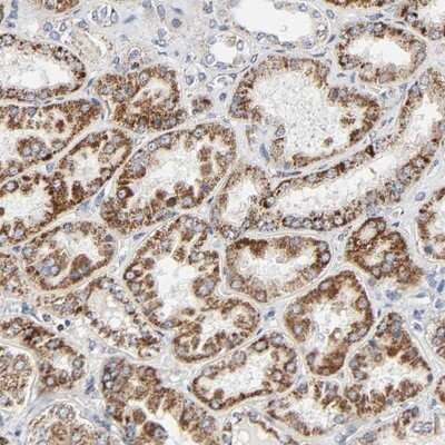 Immunohistochemistry-Paraffin: Aminopeptidase O/ONPEP Antibody [NBP1-89066] - Staining of human kidney shows strong cytoplasmic positivity in tubule cells.