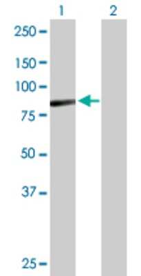 Western Blot: Aminopeptidase O/ONPEP Antibody [H00084909-B01P] - Analysis of C9orf3 expression in transfected 293T cell line by C9orf3 polyclonal antibody.  Lane 1: C9orf3 transfected lysate(79.2 KDa). Lane 2: Non-transfected lysate.