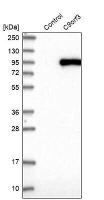 Western Blot Aminopeptidase O/ONPEP Antibody - BSA Free