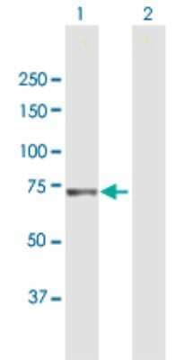 Western Blot: Aminopeptidase P1/XPNPEP1 Antibody [H00007511-B01P] - Analysis of XPNPEP1 expression in transfected 293T cell line by XPNPEP1 polyclonal antibody.  Lane 1: XPNPEP1 transfected lysate(68.53 KDa). Lane 2: Non-transfected lysate.