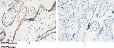 Immunohistochemistry-Paraffin: Aminopeptidase P2/XPNPEP2 Antibody [NBP2-99900] - Immunochemical staining of human Aminopeptidase P2/XPNPEP2 in human placenta with rabbit polyclonal antibody (1:1000, formalin-fixed paraffin embedded sections). The left panel: tissue incubated with primary antibody; The right panel: tissue incubated wit