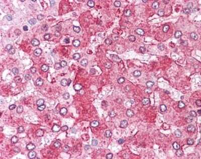 Immunohistochemistry-Paraffin: Aminopeptidase PILS/ARTS1 Antibody [NBP1-78438] - Analysis of anti-ARTS1 antibody with human liver.